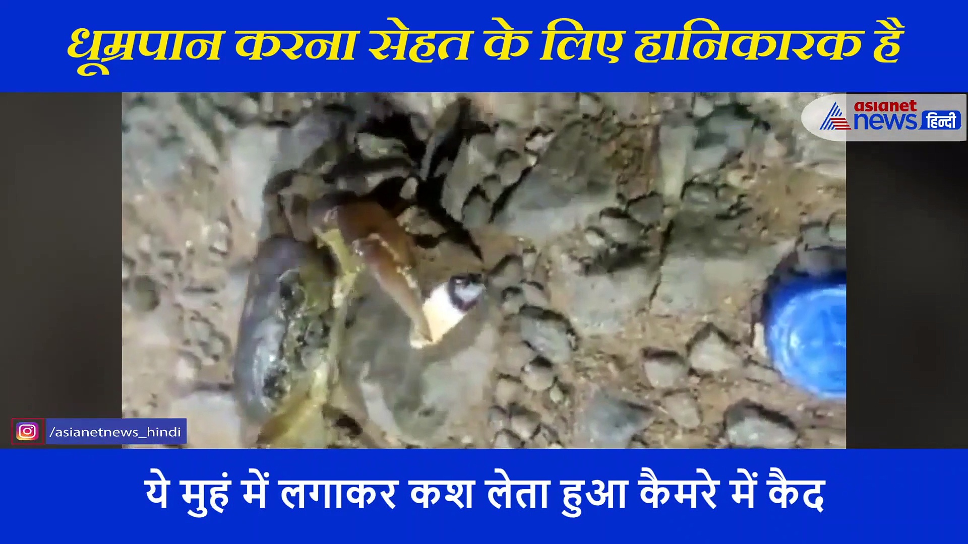 कभी देखा है केकड़े को सुट्टा फूंकते?