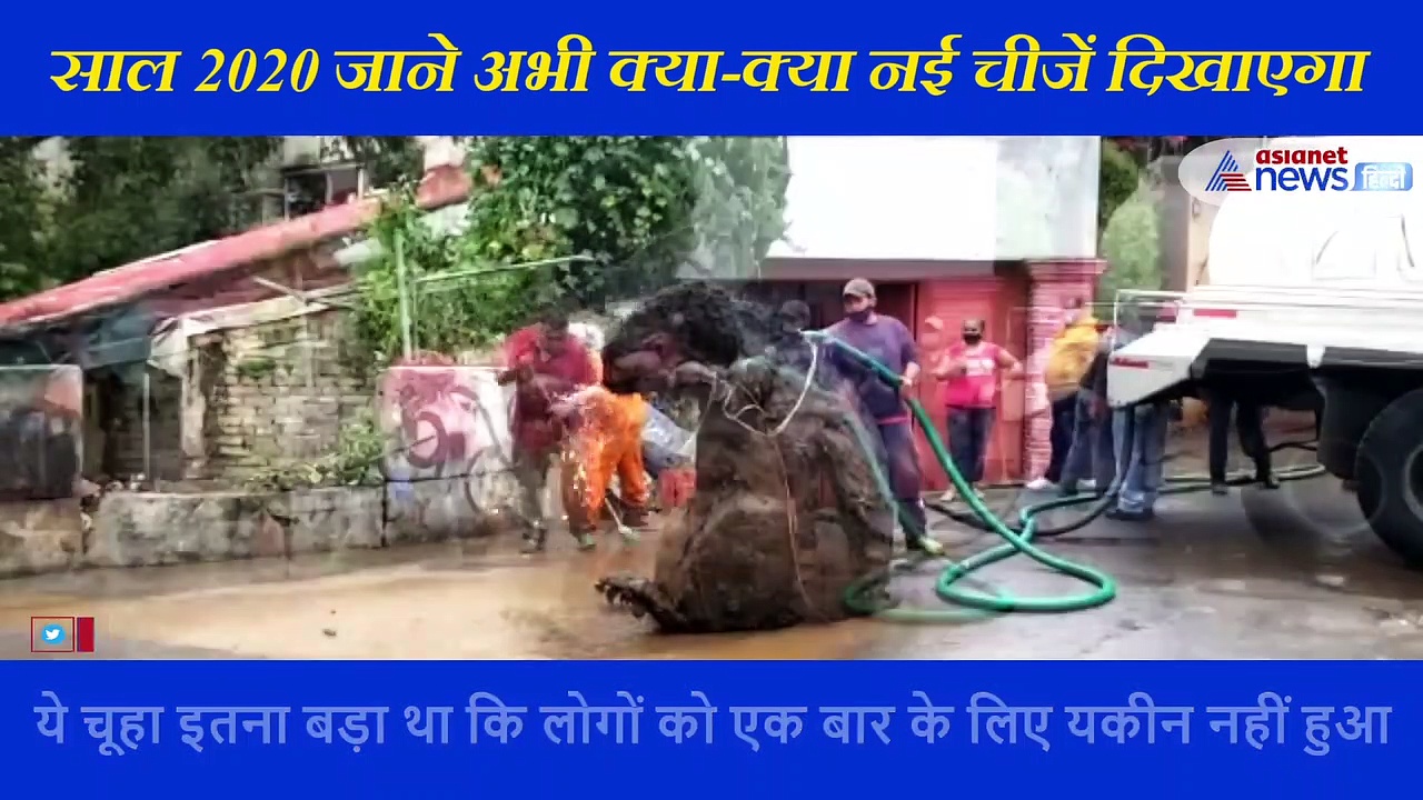 नाले से निकला इतना बड़ा चूहा , देखते ही लोग रह गए हैरान, सामने आया ये सच