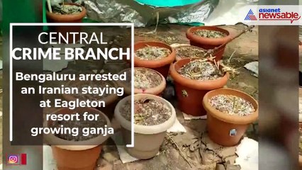 Bangalore Ganja