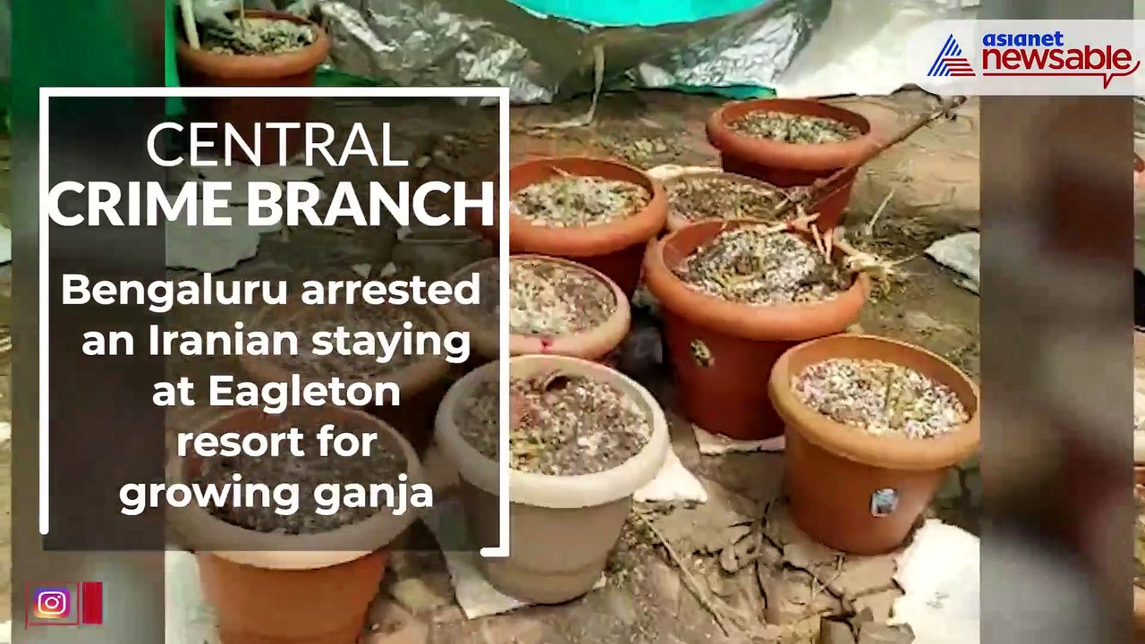 Bangalore Ganja
