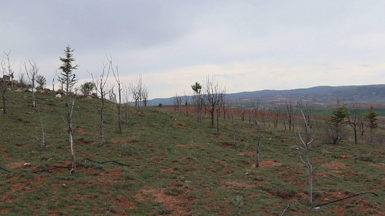 İl Özel İdaresi’nin projesinde binlerce meyve ağacı bakımsızlıktan kurudu