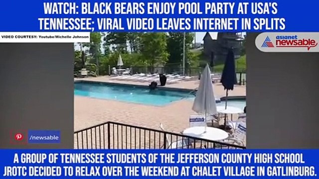Watch: Black bears enjoy pool party at USA's Tennessee; viral video leaves internet in splits
