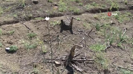 Kahramanmaraş'ta 1.5 milyon fidan dikilecek