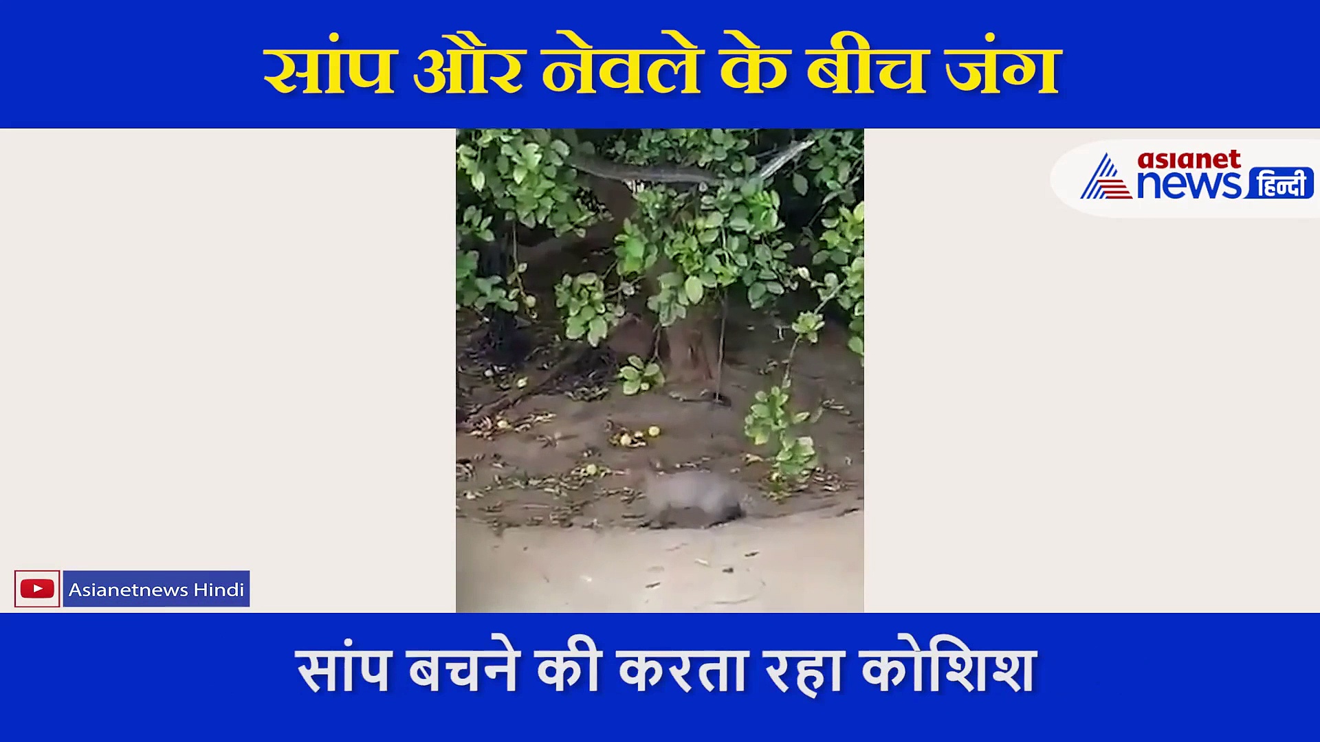 पेड़ पर आराम कर रहा था सांप, मौत बनकर पहुंचे नेवले ने किया ऐसा,  सामने आया रेयर वीडियो