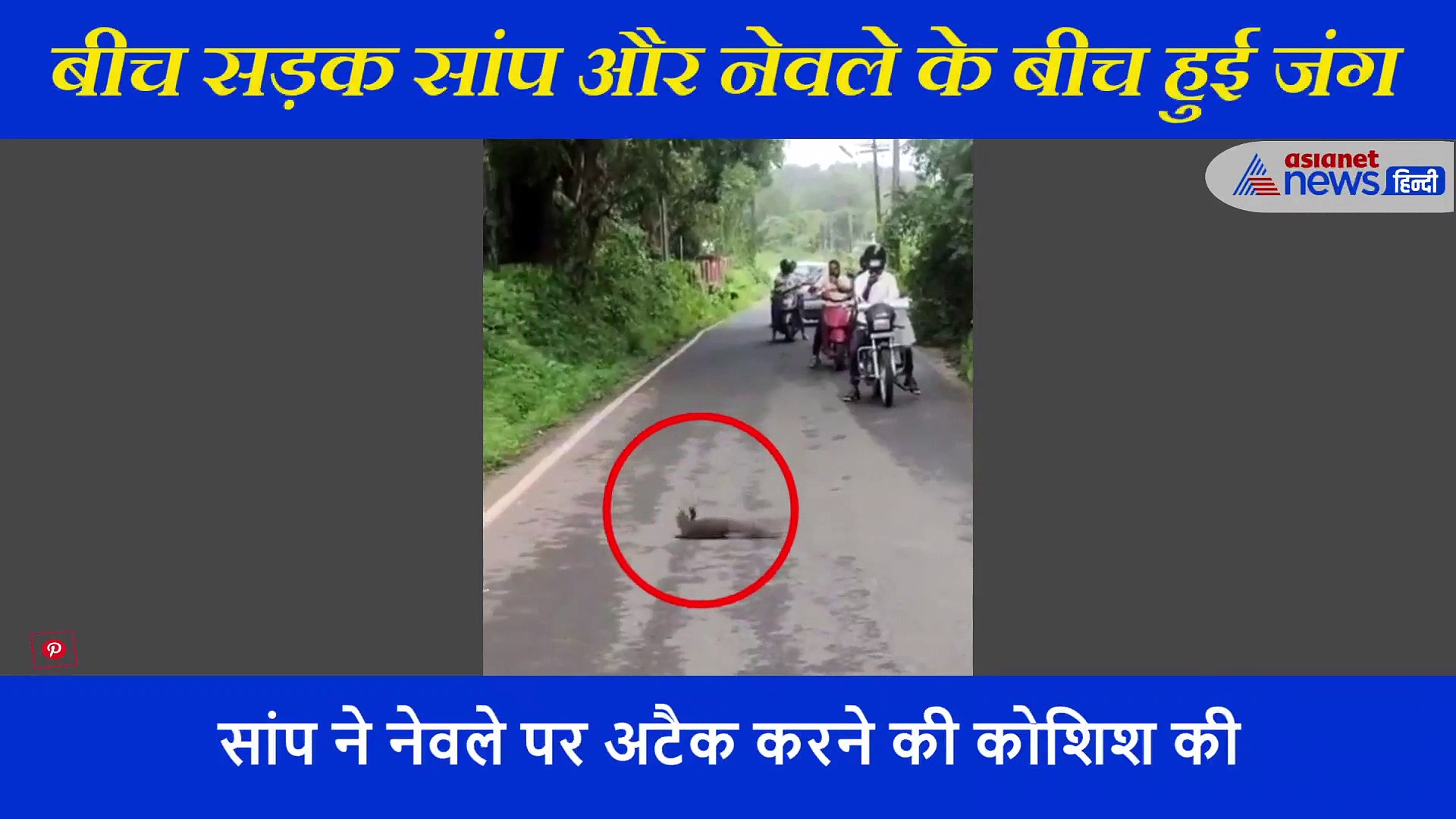 बीच सड़क पर  नेवले से भिड़ा सांप,  IFS अफसर ने शेयर किया रेयर फाइट का वीडियो