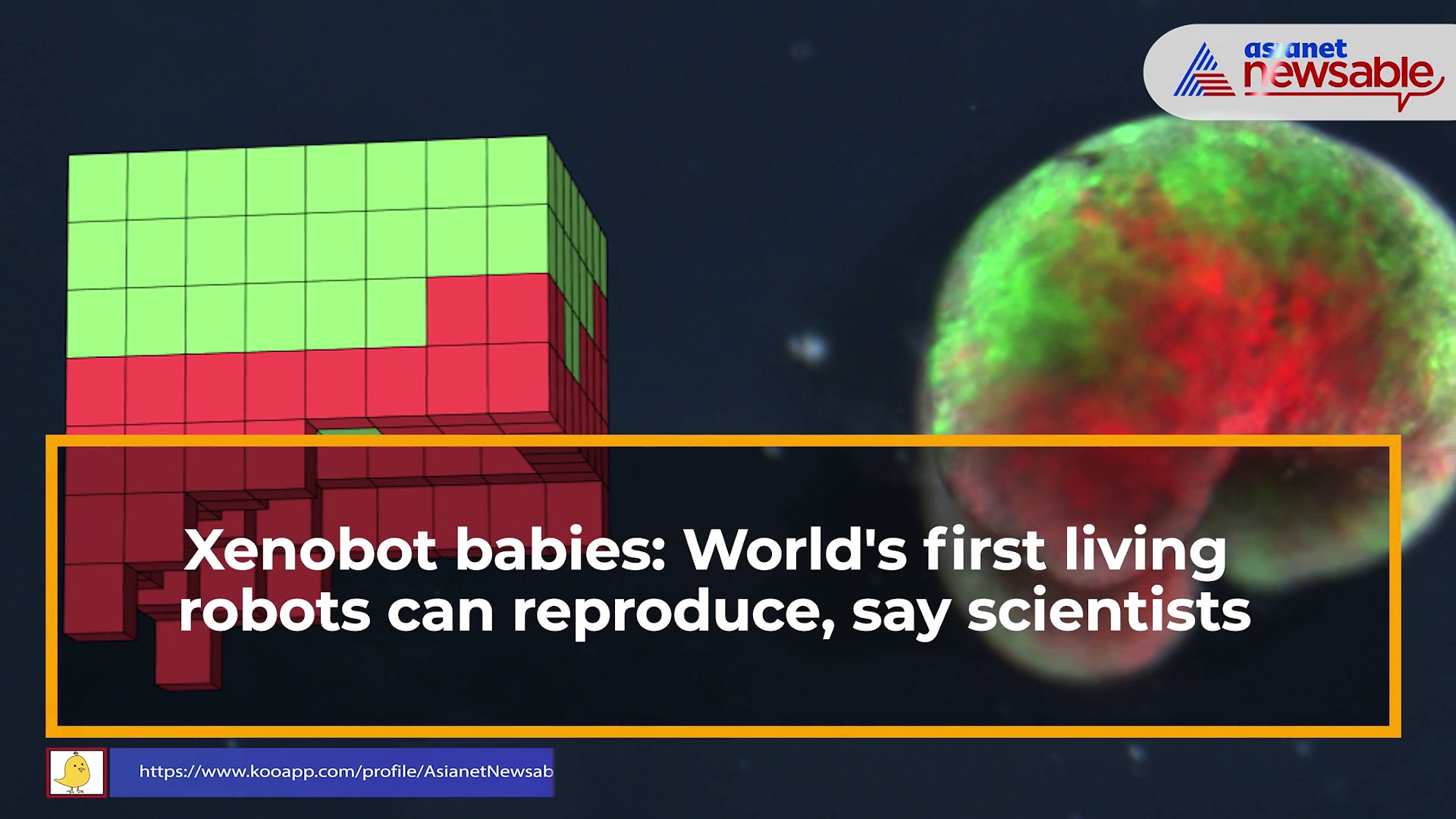 Xenobot babies: World's first living robots can reproduce, say scientists
