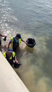 Un grupo de operarios, este miércoles, retirando peces muertos de una playa de Santiago de la Ribera en San Javier.