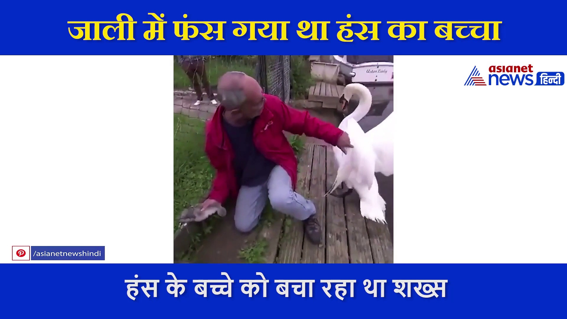 हंस के बच्चे को बचा रहा था शख्स, तभी पीछे से आकर उसके पिता ने कर दिया अटैक