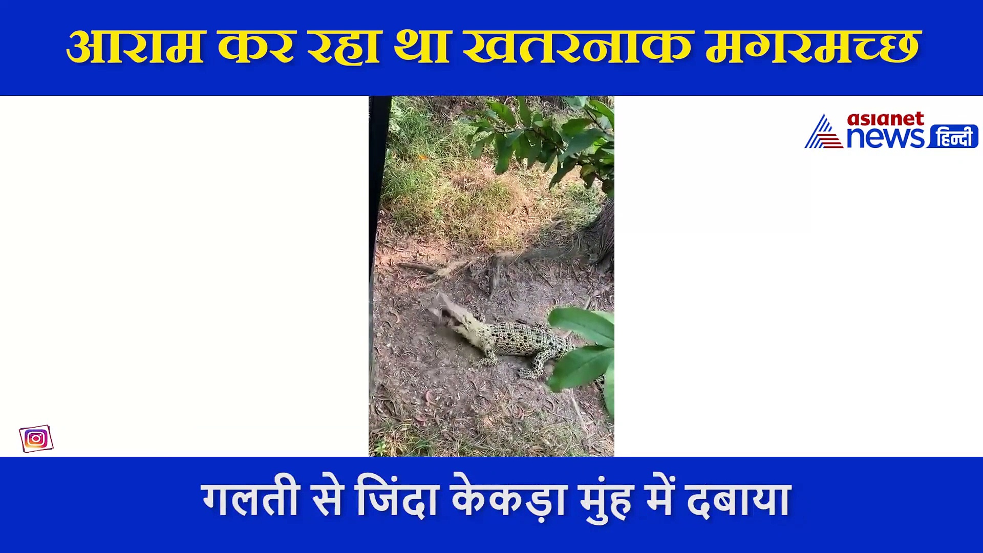 आराम कर रहा था मगरमच्छ, पेड़ से गिरा केकड़ा और फिर कैमरे में कैद हुआ रेयर वीडियो