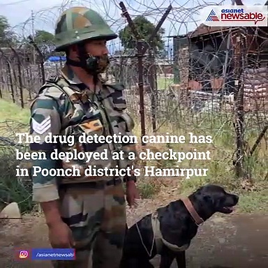 Meet 2-Yr-Old Labrador Doti, The Nemesis For Drug Trade Along LoC, J&K