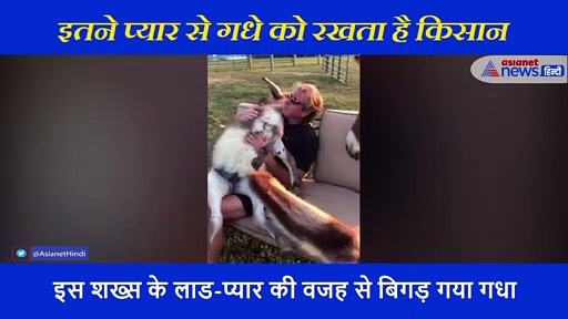 गोद में बैठे इस गधे को लोरी सुने बिना नहीं आती नींद, किसान के लाड-प्यार ने बिगाड़ कर किया राख
