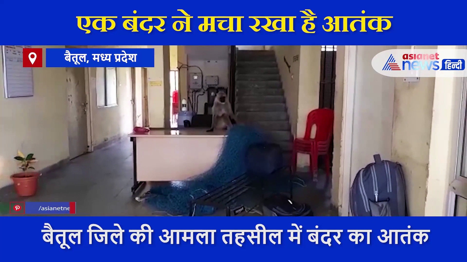 यहां बंदर  ने मचाया ऐसा उत्पात 5 पुलिसकर्मियों सहित कई घायल