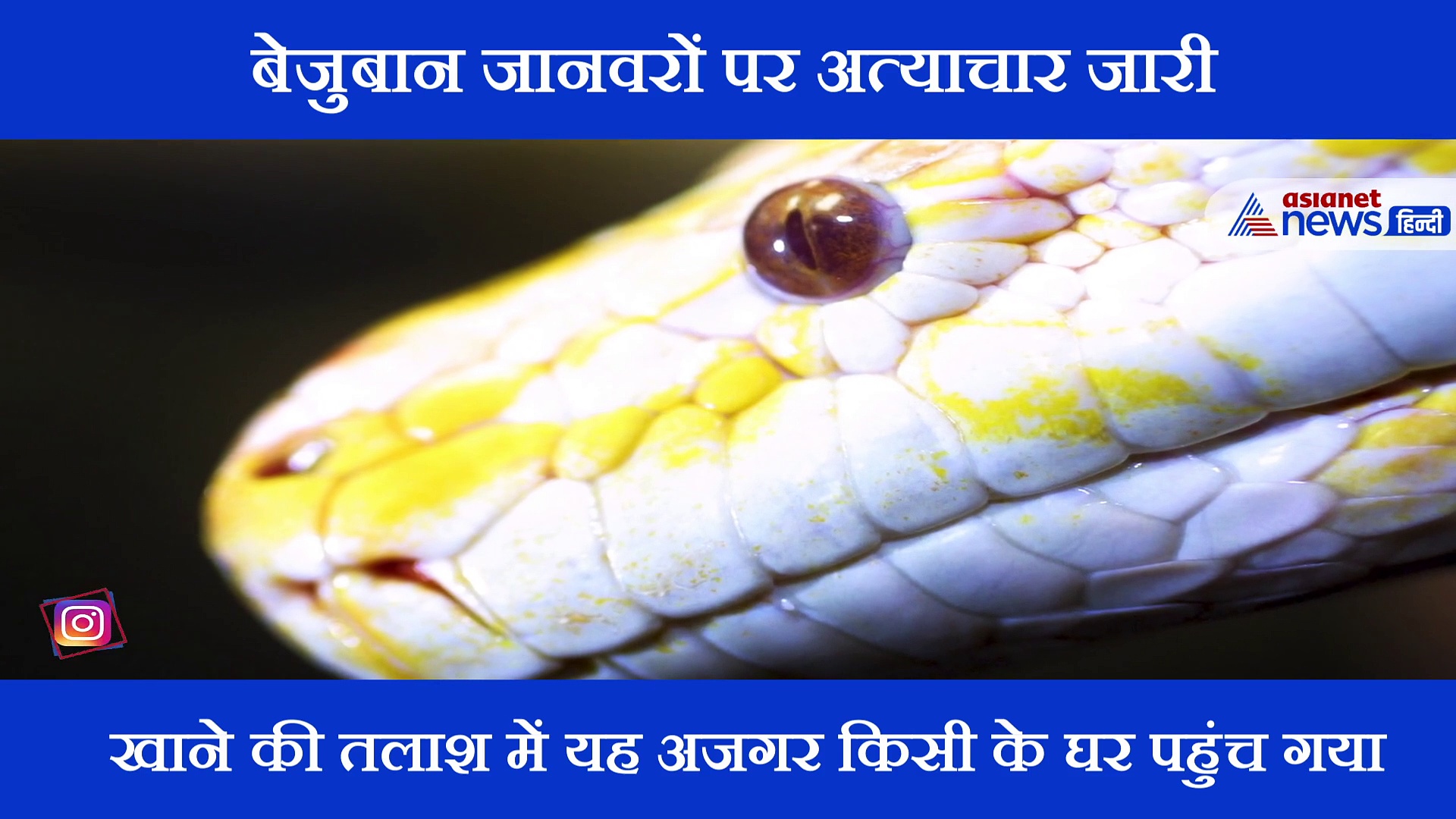 शख्स ने अजगर की गोली मारकर ली जान, दर्ज हुआ मुकदमा