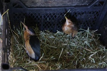 EREN ABLUKA-7'DE ARAZİDE BULUNAN 2 YAVRU BALABAN KUŞU KORUMA ALTINDA