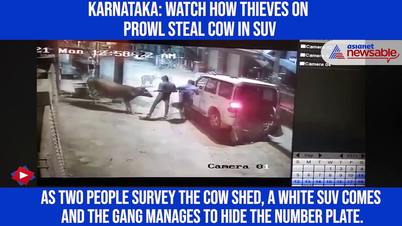 Karnataka: Watch how thieves on prowl steal cow...