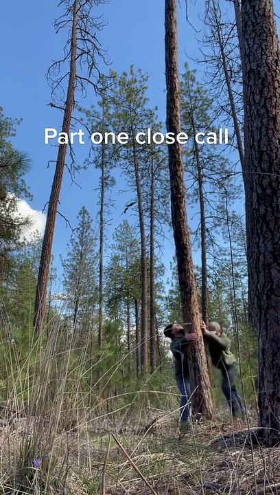 Tree Tipping Close Call