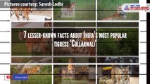 7 lesser-known facts about India's most popular tigress 'Collarwali'