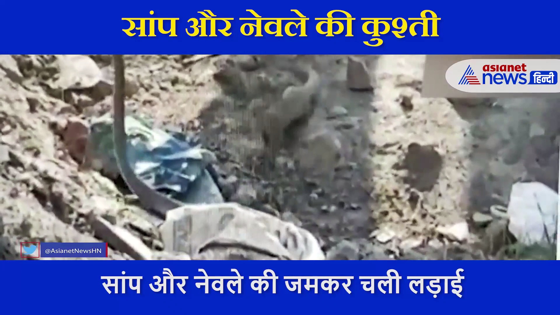 जब नेवले के सामने कुछ नहीं कर पाया सांप, कैमरे में कैद हुई रेयर फाइट