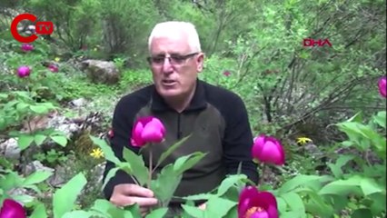 Torosları şakayıklarla şenlendi:  Zarar vermenin cezası ise yaklaşık 110 bin lira