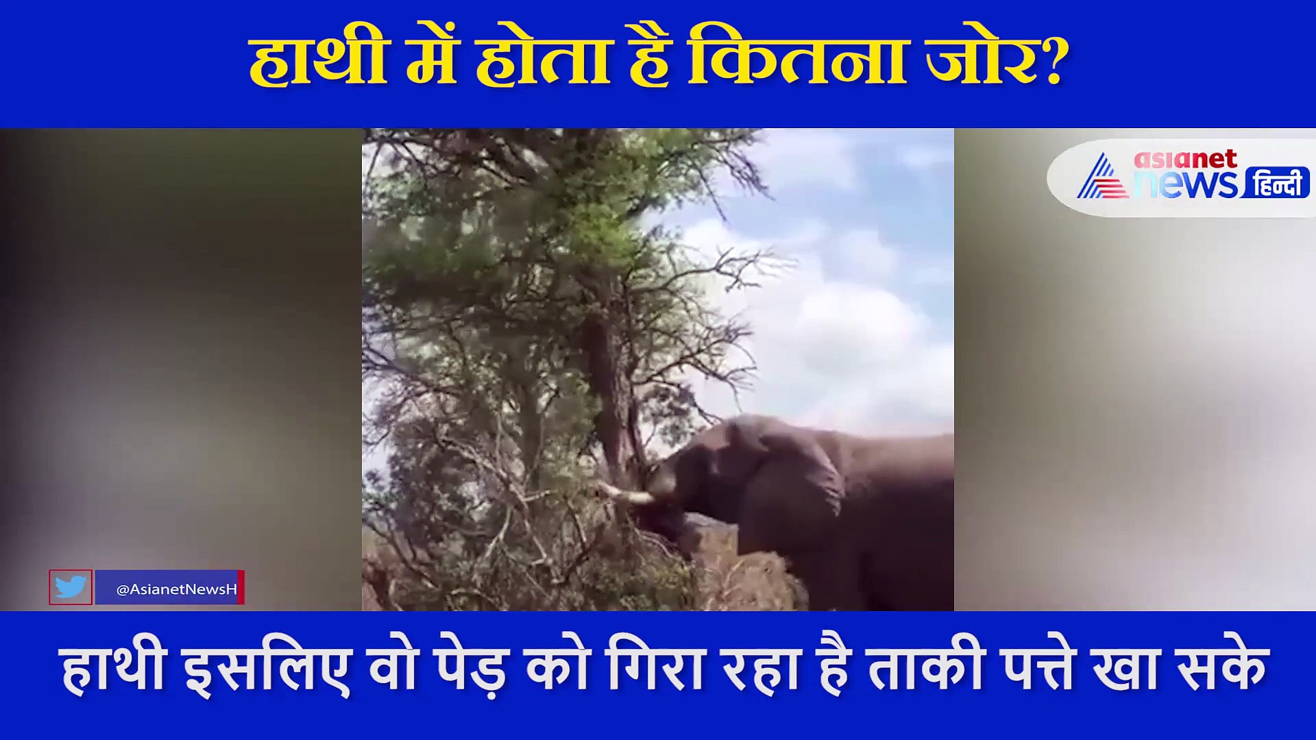 38 सेकेंड में हाथी ने गिरा दिया पेड़,  ईएफएस ऑफिसर सुशांत नंदा ने शेयर किया VIDEO