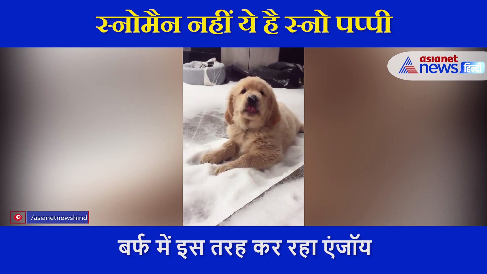 स्नोमैन नहीं ये है स्नो पप्पी, बर्फ में इस तरह कर रहा एंजॉय, देखें Viral Video