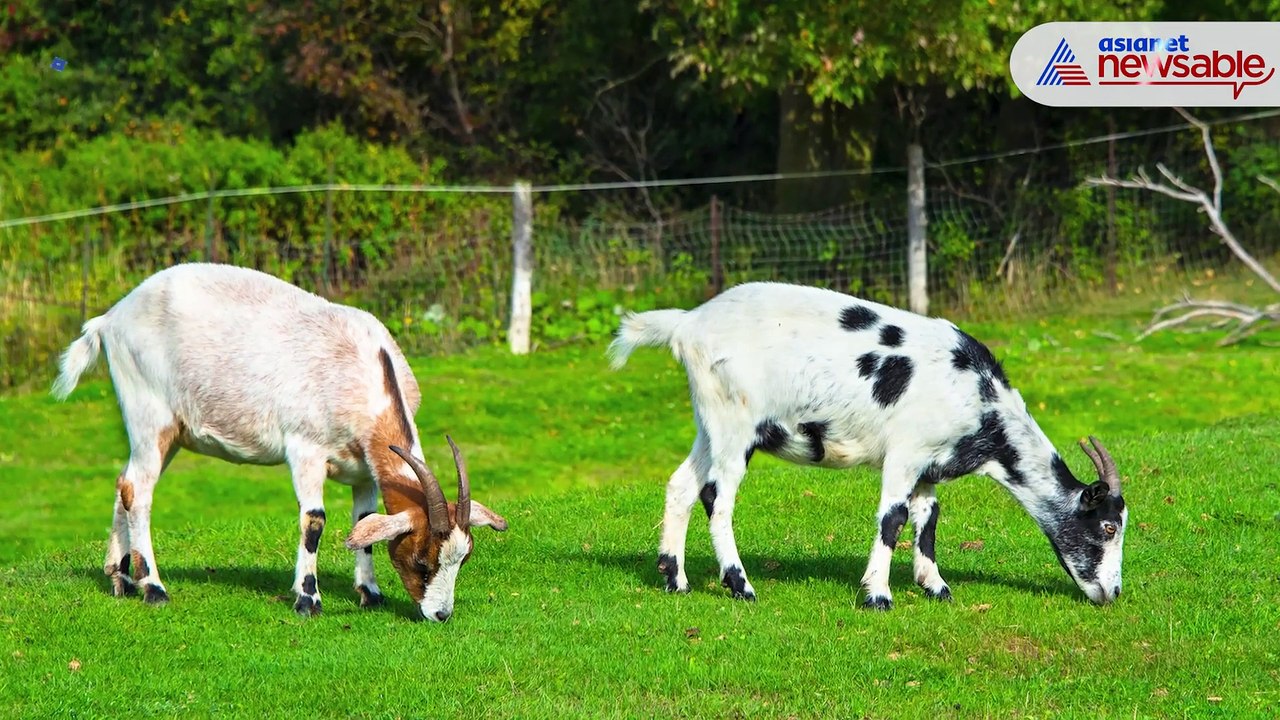 Halal vs Jhatka row: Govt's 'stunning' order before animal is slaughtered