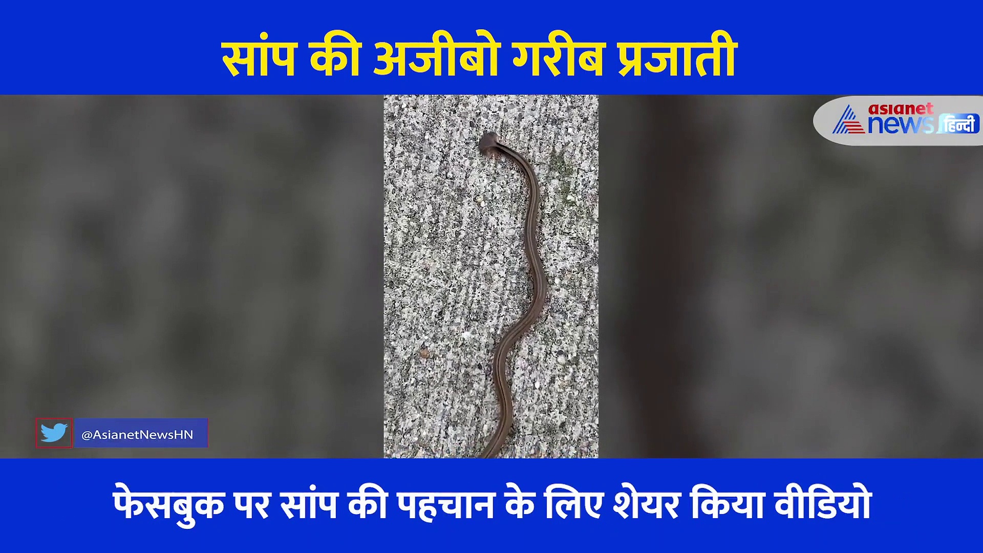 कभी देखा है आधे चांद जैसे सिर वाला सांप, करवाचौथ पर वायरल हो रहा अजीबो गरीब सांप का वीडियो