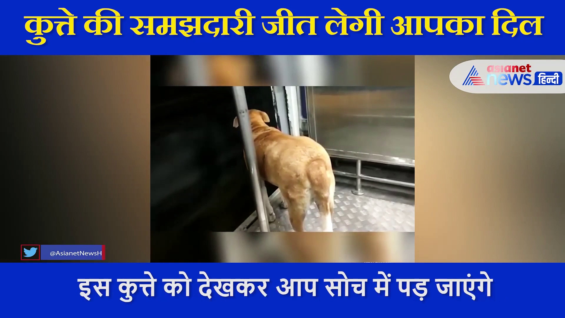 इस तरह ट्रेन में कुत्ते ने किया सफर, स्टेशन पर जब उतरा तो लोग बोले- इंसान से ज्यादा समझदार