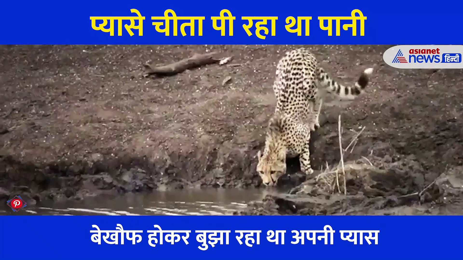 चीता पी रहा था पानी, मगरमच्छ ने पलभर में कर दिया काम तमाम, कैमरे में कैद शॉकिंग VIDEO