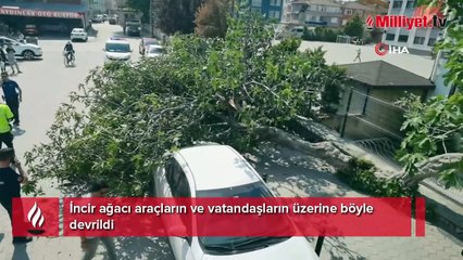 İncir ağacı araçların ve vatandaşların üzerine böyle devrildi