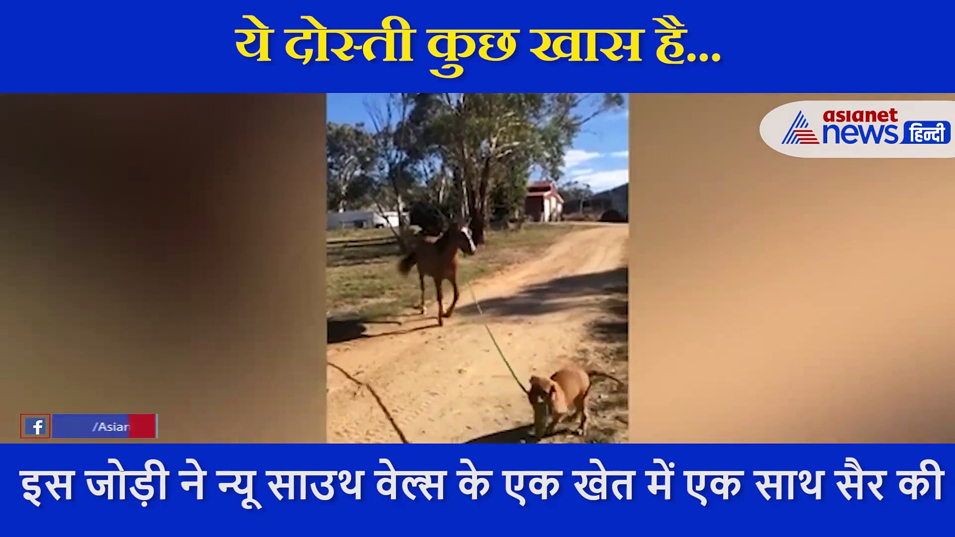 जय-वीरू सी है इस घोड़े-कुत्ते की दोस्ती, गले में बंधी रस्सी के साथ दोस्त को घुमाते दिखा पपी