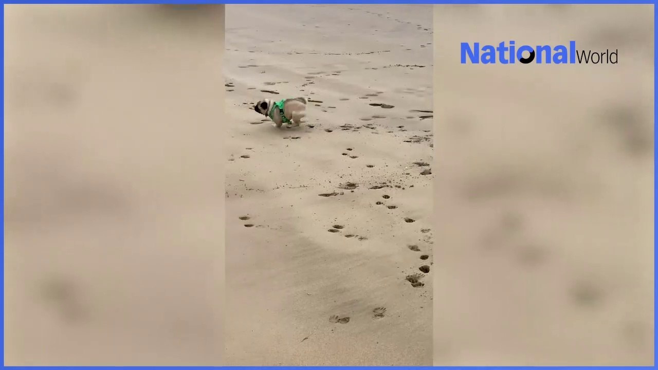 Pugs as pets are condemned because of health issues due to their body shape