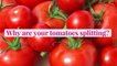 Why Your Tomatoes Are Splitting, Plus 3 Tips for Preventing It