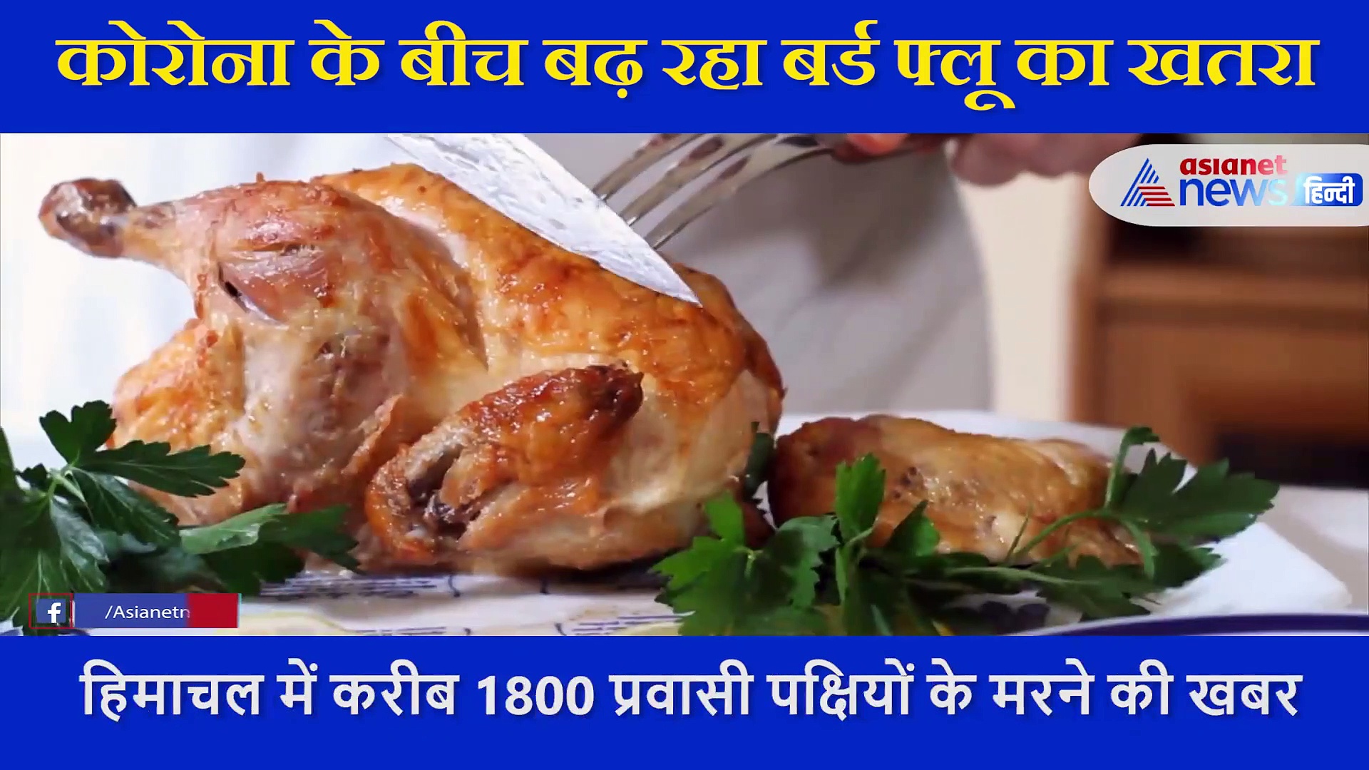 Explainer: इंसानों के लिए जानलेवा है बर्ड फ्लू,सर्दी-खांसी नहीं..सीधे दिमाग पर करता है अटैक