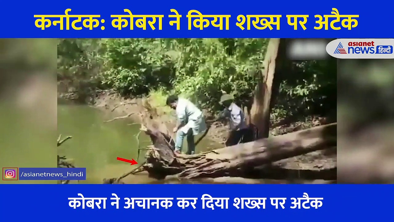 नदी में कोबरा को पकड़ने की कोशिश कर रहा था शख्स, तभी सांप ने किया कुछ ऐसा... देखें रोंगटे खड़े करने वाला Video