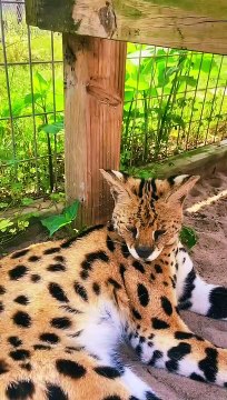 pets, but when she gets angry, he immediately walks away (Like & Subscribe) | حيوانات لطيفه ولكن احذر عند غضبها ♥️