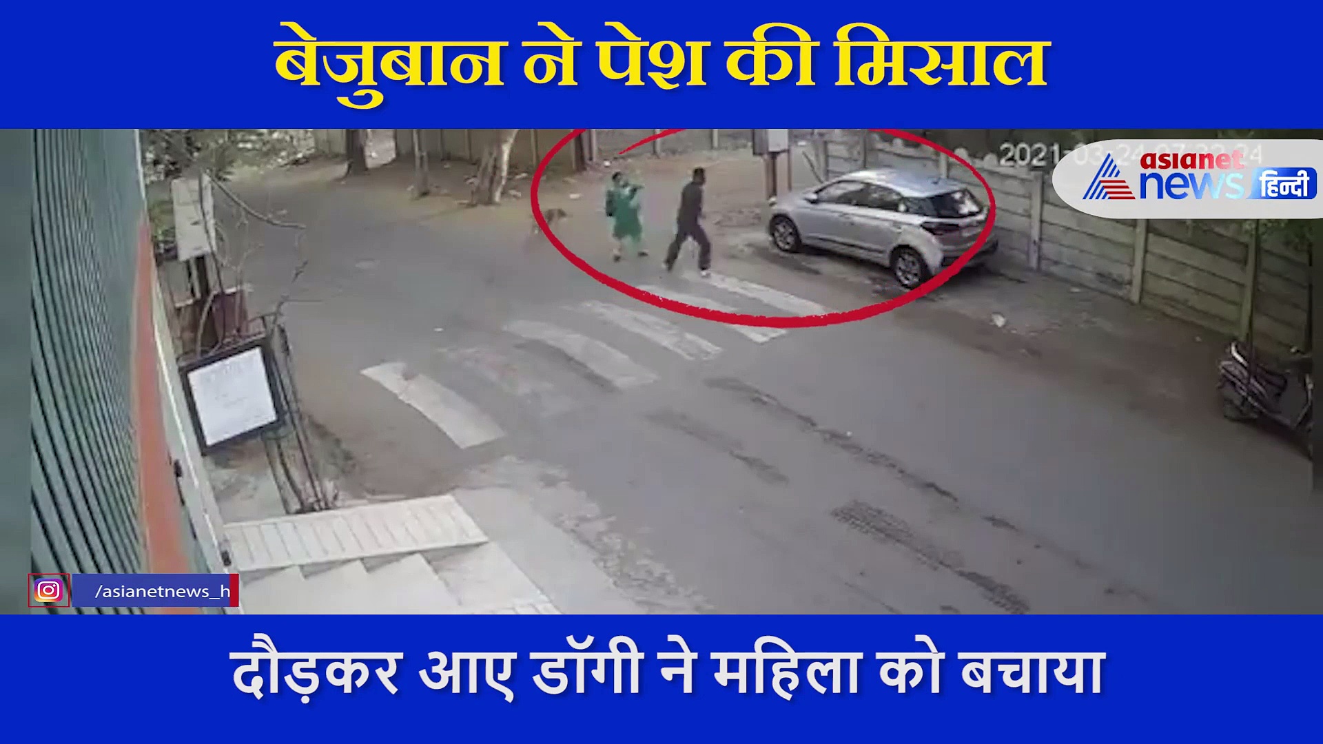 डॉगी ने गुंडे से महिला को बचाया, लोग बोले बेजुबान से सीखे इंसानियत