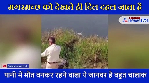 इस शख्स की बात मानता है मगरमच्छ, कहने पर कर देता है काम