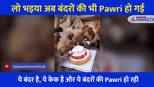 लो भइया अब बंदरों की भी Pawri हो गई, दिल जीत लेगा बेजुबानों का ये वीडियो
