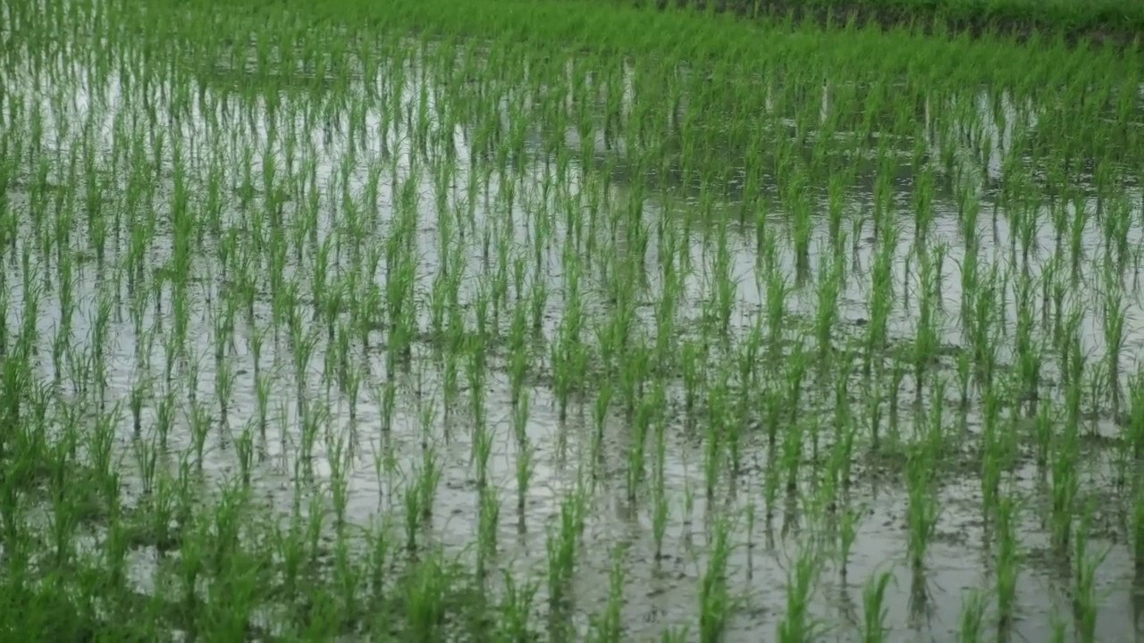 Imprese agricole, via libera Ue ad aiuti da 1,2 miliardi