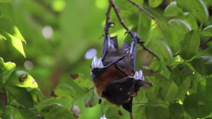 Le sexe oral chez les animaux