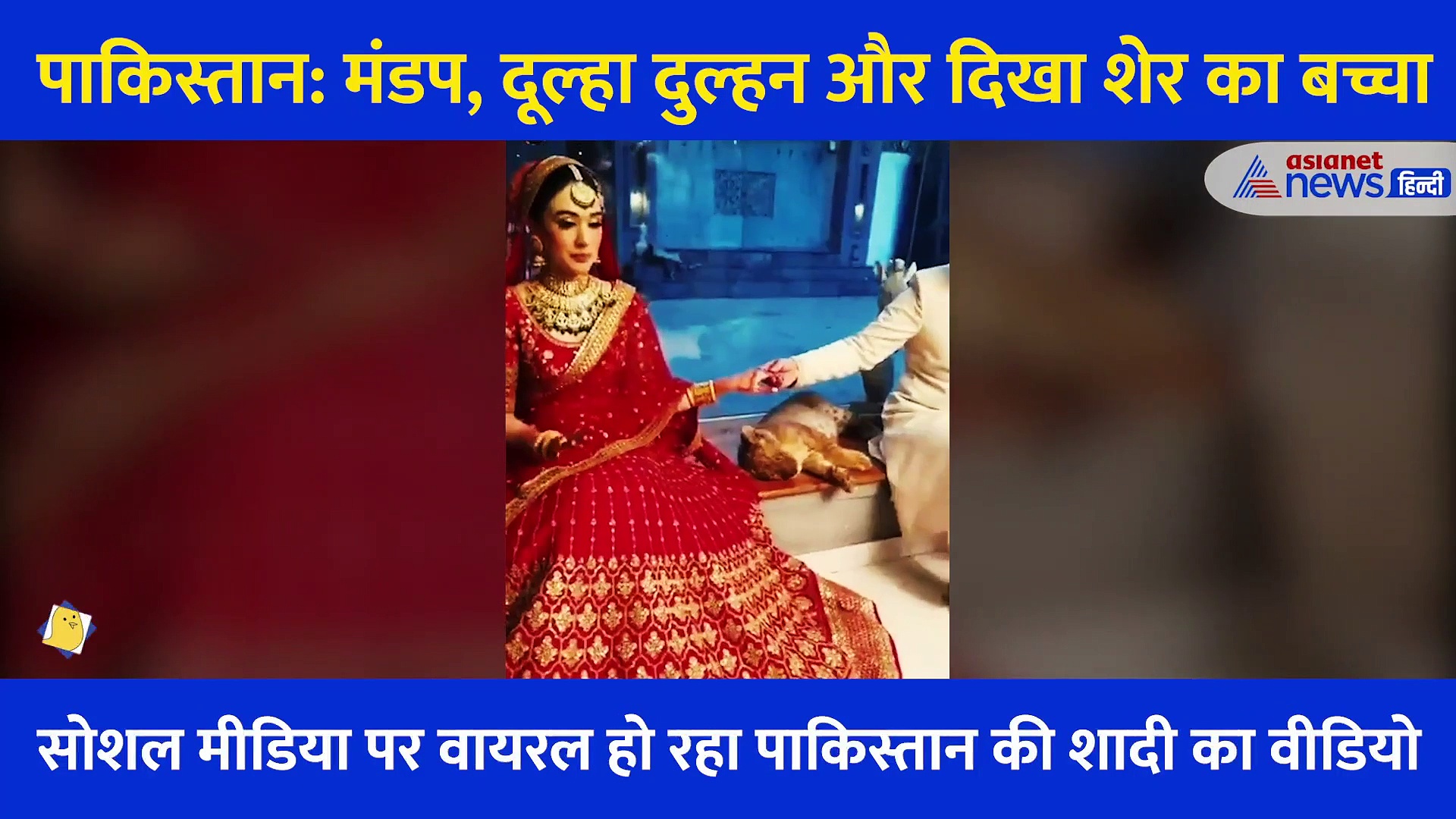 पाकिस्तान: दूल्हा दुल्हन ने शादी में फोटोशूट के लिए किया शेर के बच्चे का यूज, Video देख भड़के लोग