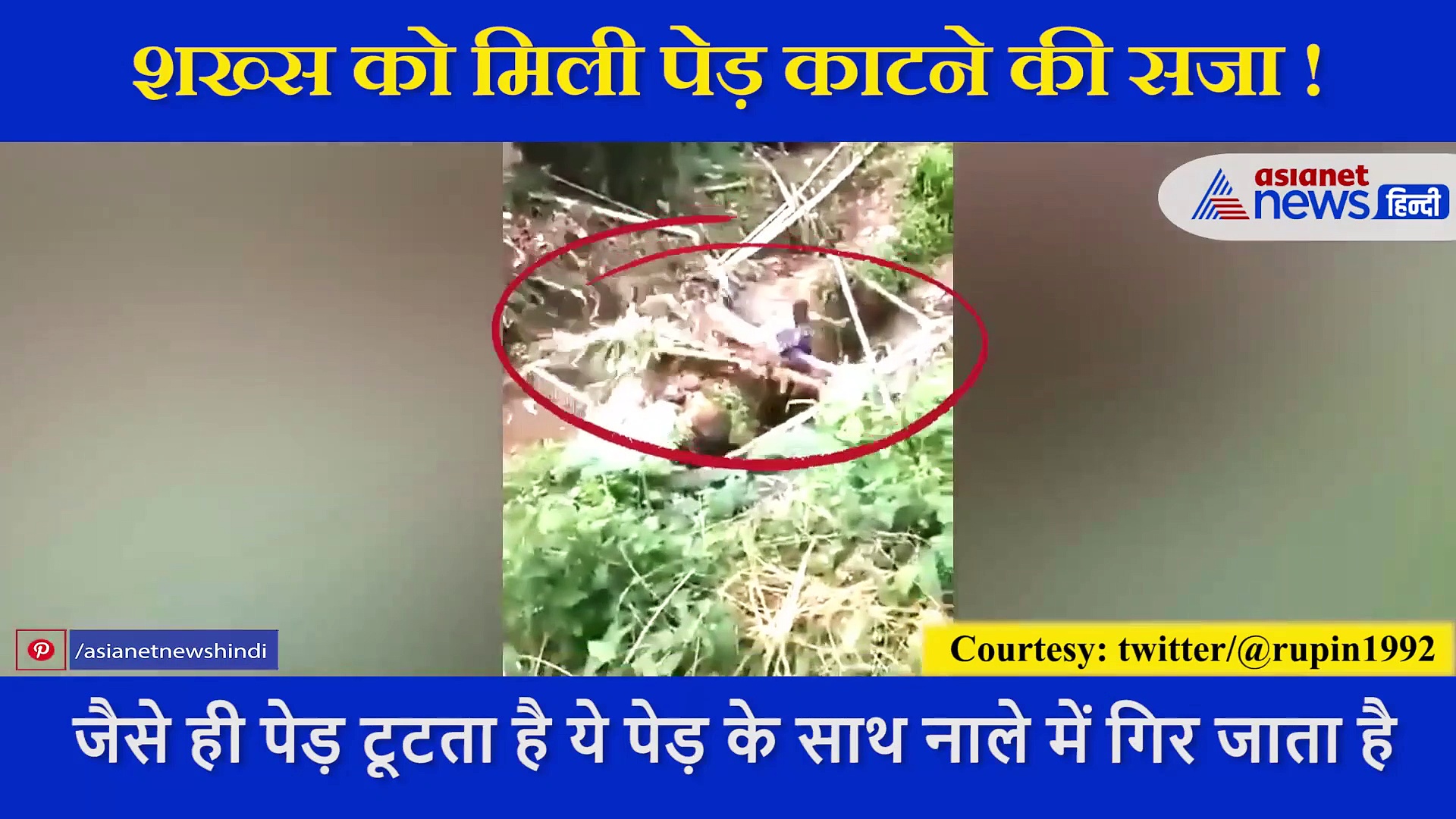 पेड़ काट रहा था शख्स फिर हुआ कुछ ऐसा कि देख कर छूट जाएगी आपकी हंसी