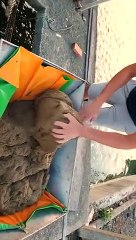 C'est la cohue à l'heure du déjeuner pour les anguilles