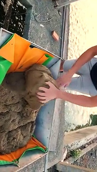 C'est la cohue à l'heure du déjeuner pour les anguilles