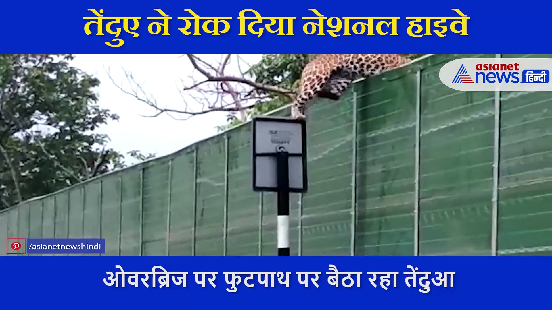 VIDEO: तेंदुए ने रोक दिया नेशनल हाइवे, सड़क बैठ फरमाता रहा आराम