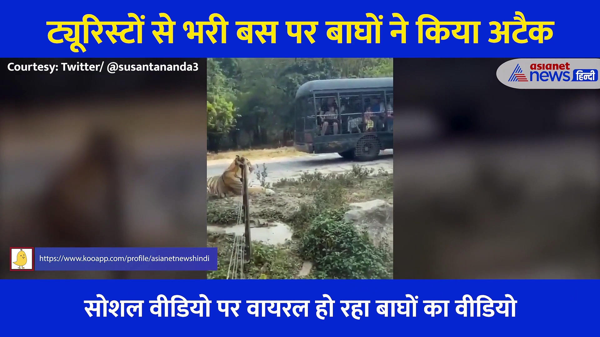 ट्यूरिस्टों से भरी बस पर 3 खूंखार बाघों ने कर दिया अटैक, देखें रौंगटे खड़े करने वाला वीडियो