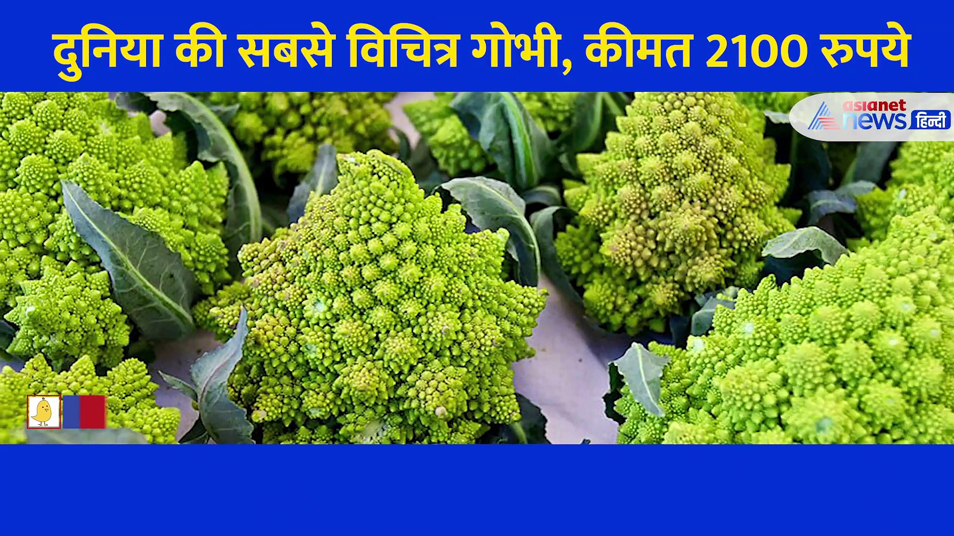 2100 रुपये किलो में बिक रही है दुनिया की सबसे विचित्र गोभी, जानें क्या है खासियत