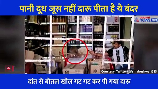 बंदर ने दांत से खोली शराब की बोतल और गट गट करके पी गया, देखें फनी वीडियो