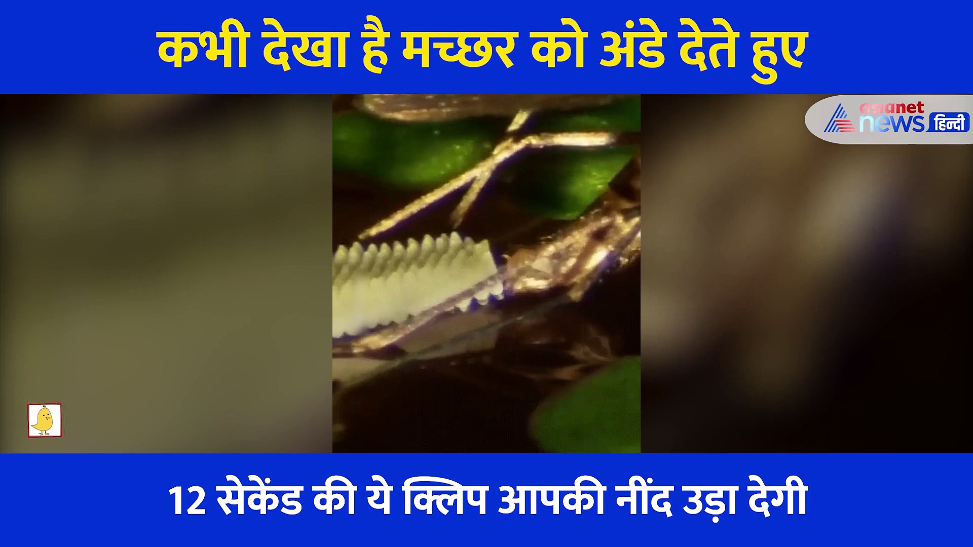 कैमरा लगाकर रिकॉर्ड किया गया मच्छर को अंडे देते हुए Video, आपकी नींद उड़ाने के लिए काफी है ये नजारा